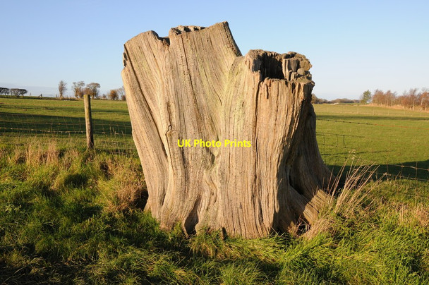 Photo 6"x4" Old tree trunk Wolferlow c2013