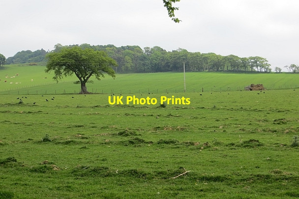 Photo 6"x4" Grassland, Woodside Torphichen c2013