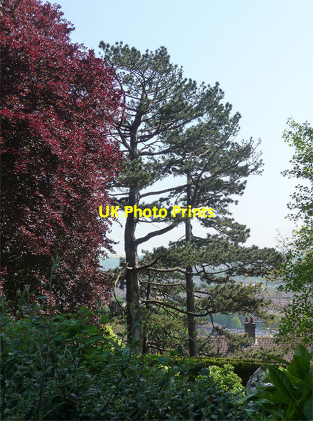 Photo 6"x4" Pines, Regent Street, Bristol Hotwells c2012