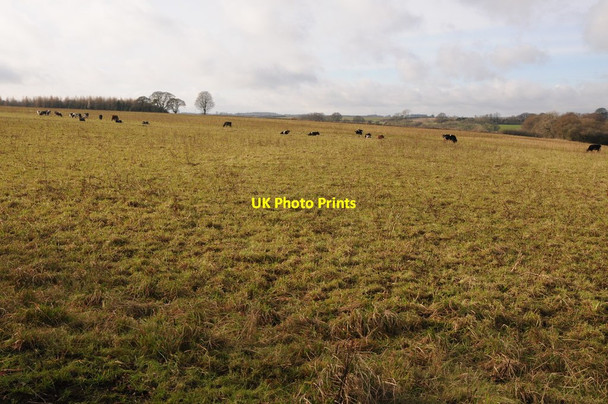 Photo 6"x4" Cattle near Woodlands Farm Chedworth Laines c2013