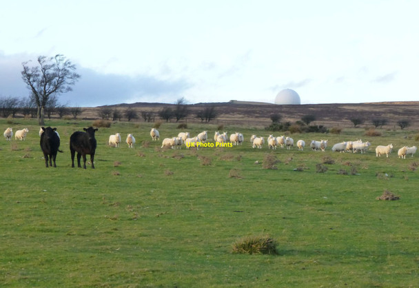 Photo 6"x4" Cattle and sheep on Alnwick Moor Rugley c2013