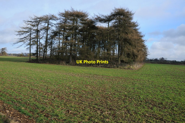 Photo 6"x4" Galley Hill Copse Chedworth Laines c2013