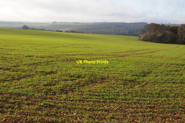 Photo 6"x4" Winter cereals on Smoke Acre Hilcot c2013