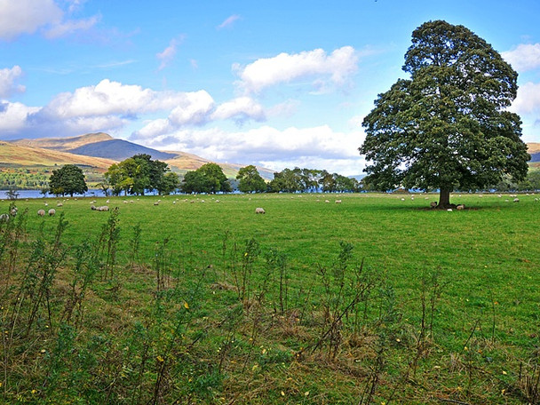 Photo 6"x4" Fields at Ardeonaig Ardeonaig c2008
