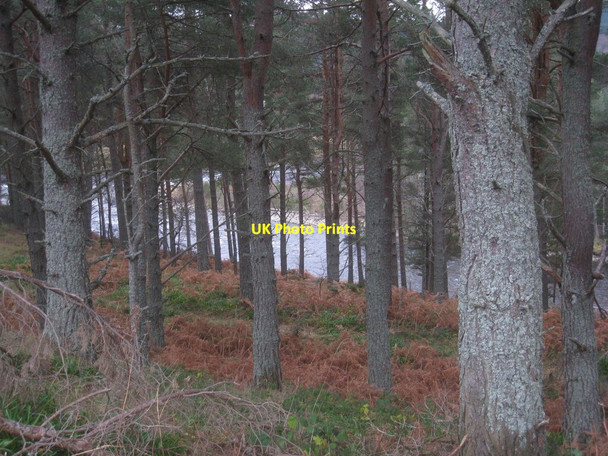 Photo 6"x4" The Dee seen through the trees Bridge of Gairn c2013
