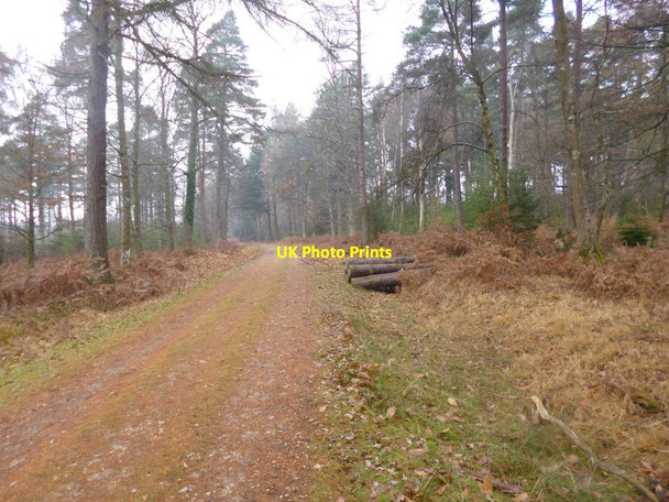Photo 6"x4" Holmhill Inclosure, timber Newtown\/SU2710 c2013