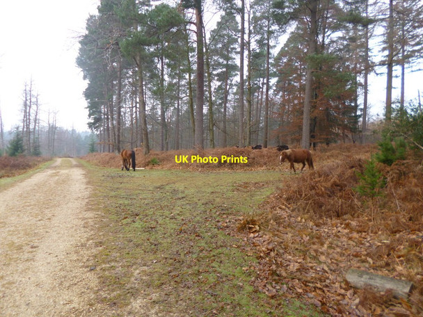 Photo 6"x4" Holmhill Inclosure, ponies Newtown\/SU2710 c2013