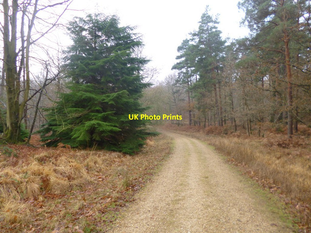 Photo 6"x4" Holmhill Inclosure, forestry road Newtown\/SU2710 c2013