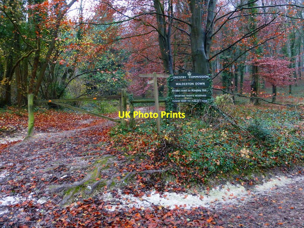 Photo 6"x4" Woodland on Walderton Down Walderton c2013