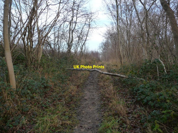 Photo 6"x4" Small fallen tree across a Hartly Wood path Micklefield\/SE4433 c2013