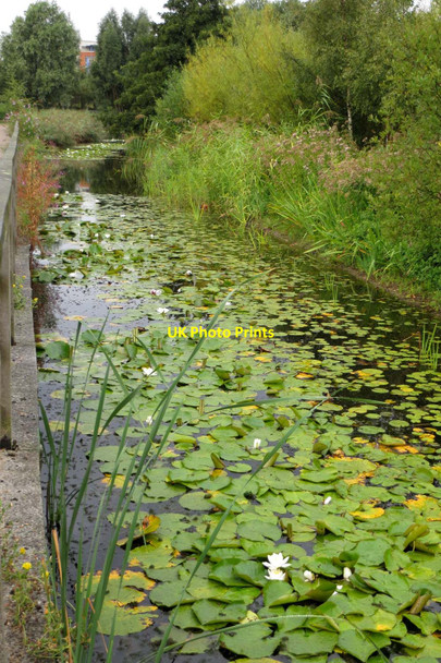 Photo 6"x4" Water lilies in a stream at the Greenwich Peninsula Ecology Park Greenwich\/TQ3977 c2013