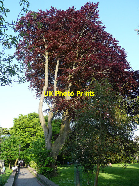 Photo 6"x4" Copper beech, Victoria Square, Bristol Clifton\/ST5673 c2012