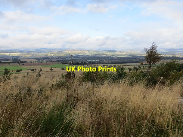 Photo 6"x4" Replanted woodland Ardler\/NO2641 c2013