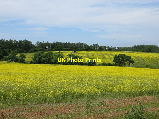 Photo 6"x4" Oilseed rape, North Hylton North Hylton c2013