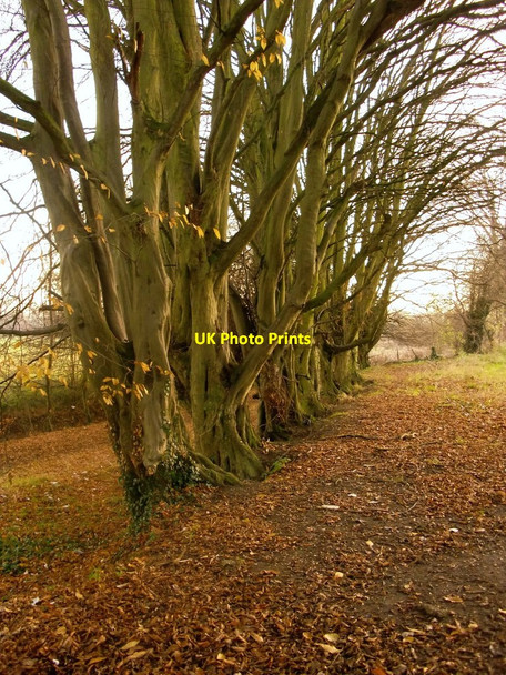 Photo 6"x4" Hornbeams by Marsh Meadow Cookham c2013