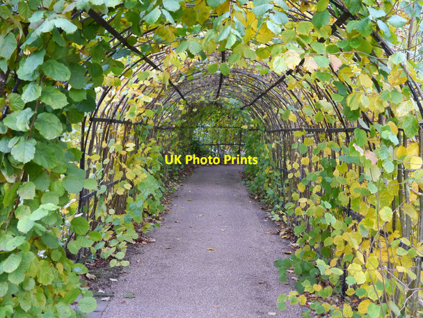 Photo 6"x4" The Hazelnut Tunnel at Winterbourne Botanic Garden Edgbaston c2013