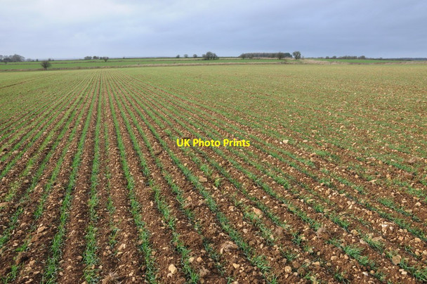 Photo 6"x4" Winter cereals Little Barrington c2013
