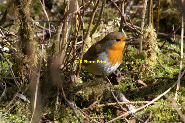 Photo 6"x4" Robin (Erithacus rubecula), Loch of Kinnordy Kirriemuir c2006