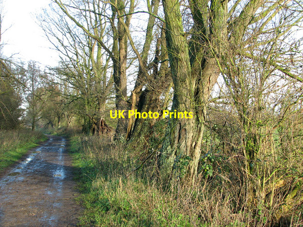 Photo 6"x4" Willow trees beside Marsh Trail Beccles c2013