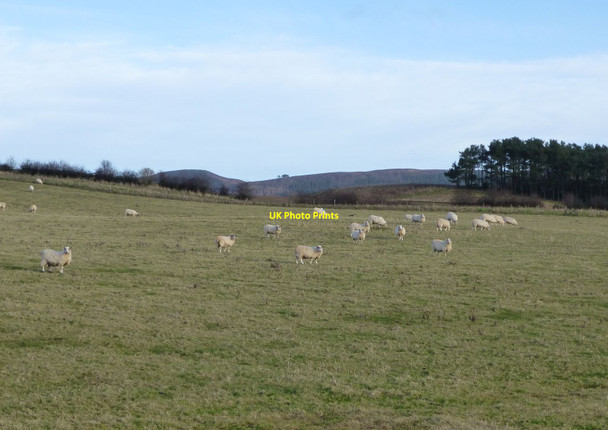 Photo 6"x4" Sheep in pasture East Lilburn c2013