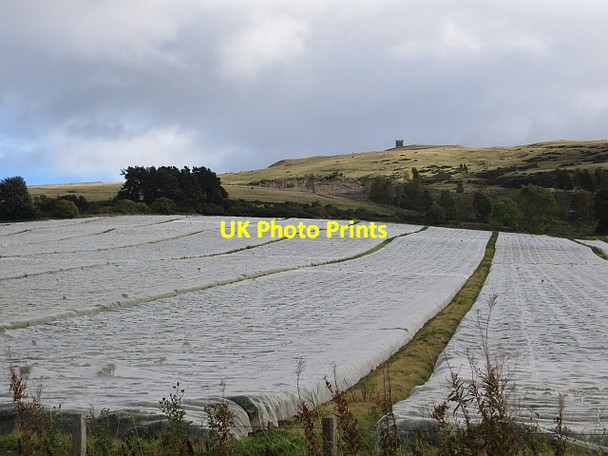 Photo 6"x4" Crop under netting Newtyle\/NO2941 c2013