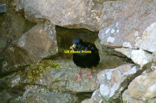 Photo 6"x4" Starling (Sturnus vulgaris), Baltasound Voesgarth c2006