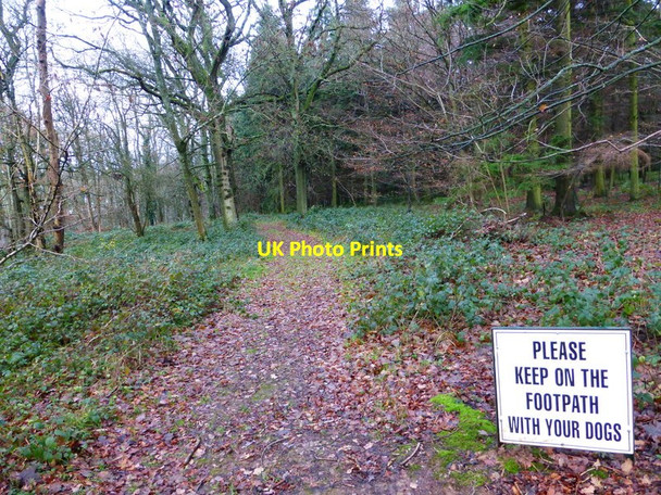 Photo 6"x4" Path in Brickkiln Copse Farleigh Wallop c2013