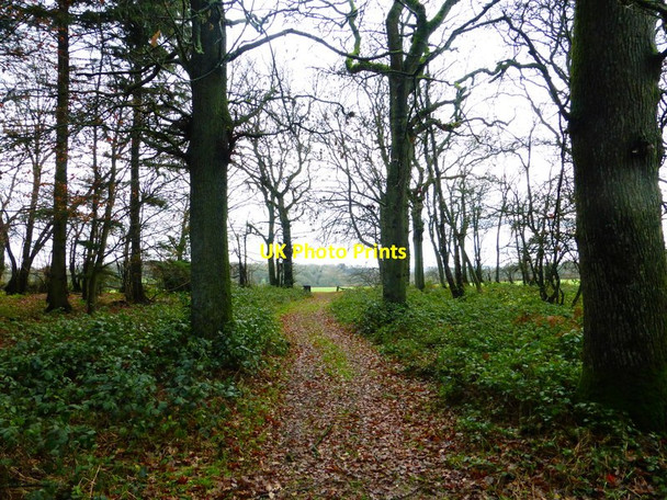Photo 6"x4" Path going south east in Brickkiln Copse Farleigh Wallop c2013