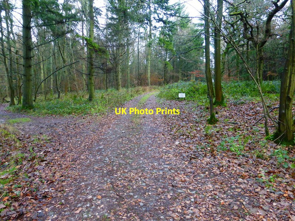 Photo 6"x4" Cross tracks in Brickkiln Copse Farleigh Wallop c2013