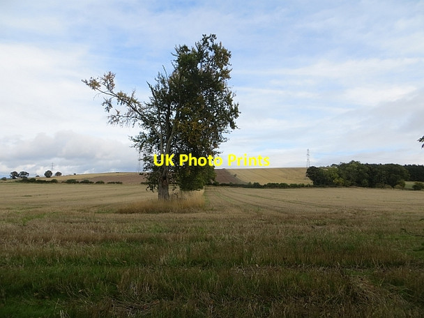 Photo 6"x4" Remains of a hedge Douglastown c2013