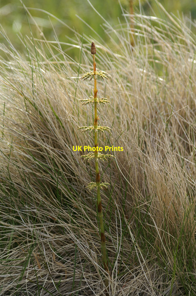 Photo 6"x4" Wood Horsetail (Equisetum sylvaticum), Skaw Kirkaton c2006 P1