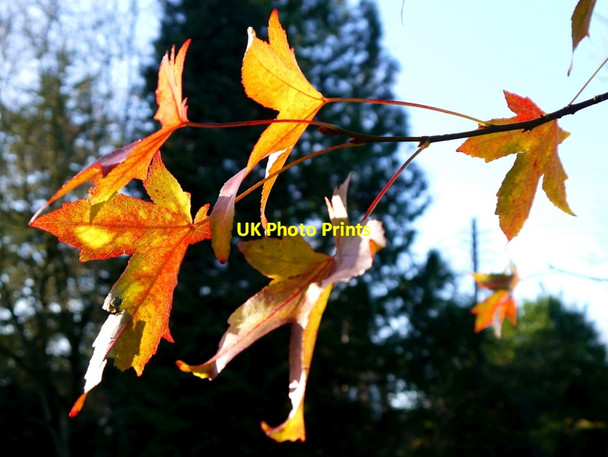 Photo 6"x4" Last leaves of autumn, 1 Kingstone\/SO6324 c2013