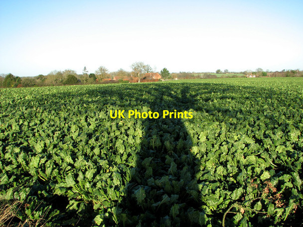 Photo 6"x4" Tree shadowing sugar beet crop Moulton St Mary c2013