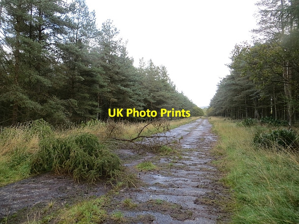 Photo 6"x4" A929, Tarbrax Wood Todhills\/NO4239 c2013