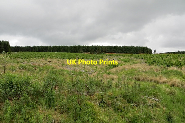 Photo 6"x4" Young trees, Cairnoch Hill Cairnoch Hill c2013