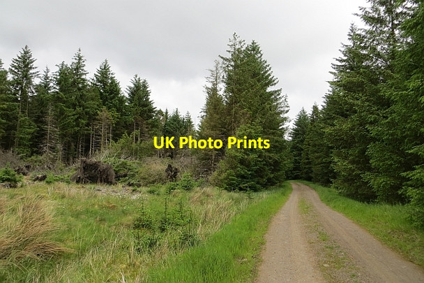 Photo 6"x4" Logging road, Cairnoch Hill Cairnoch Hill c2013 P1