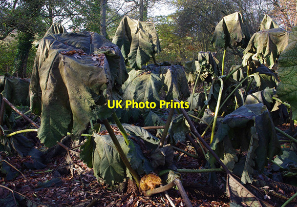 Photo 6"x4" Rhubarb crumbles Ashbank\/TQ8253 c2013