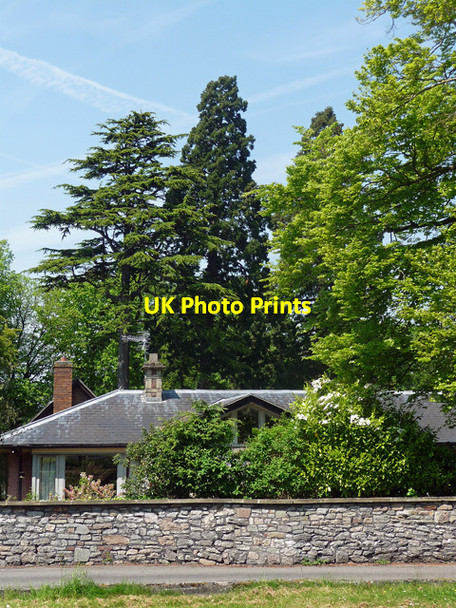 Photo 6"x4" Trees, Stoke Park Road, Bristol Stoke Bishop c2012