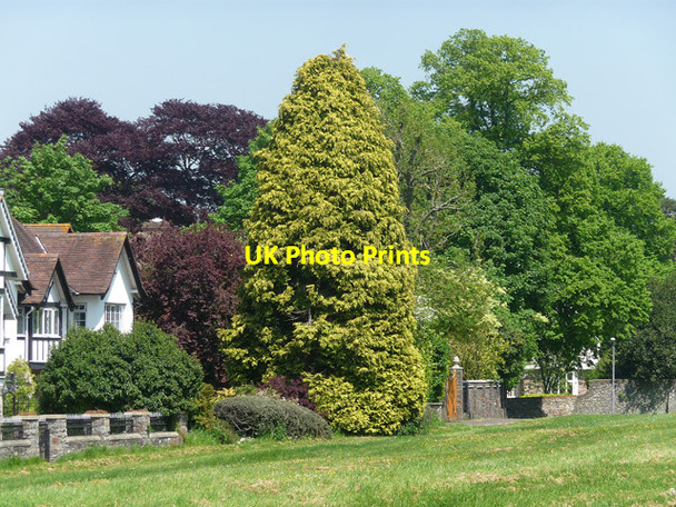 Photo 6"x4" Trees, Saville Road, Bristol Stoke Bishop c2012