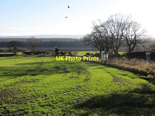 Photo 6"x4" Winter cereals, Whitekirk Whitekirk c2013