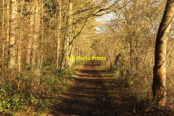 Photo 6"x4" Skellingthorpe Old Wood Doddington\/SK9070 c2013