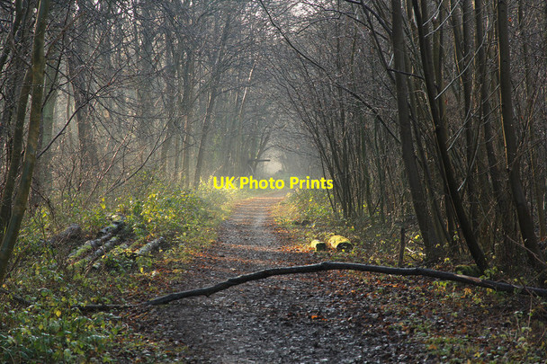 Photo 6"x4" Skellingthorpe Old Wood Doddington\/SK9070 c2013 P3