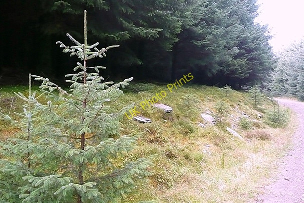 Photo 6"x4" In Gethin forest Abercanaid c2008