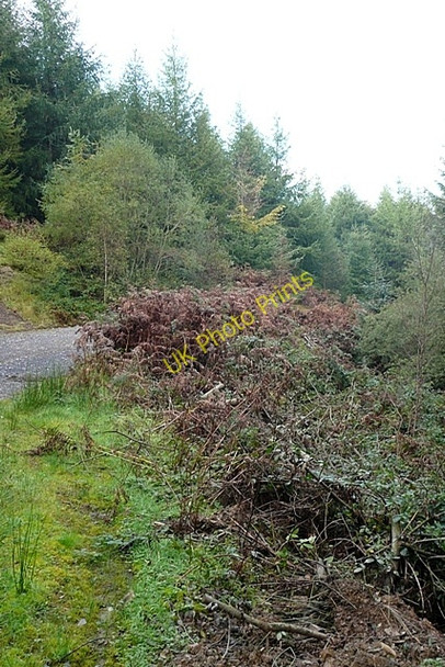 Photo 6"x4" Forest road margin Abercanaid c2008