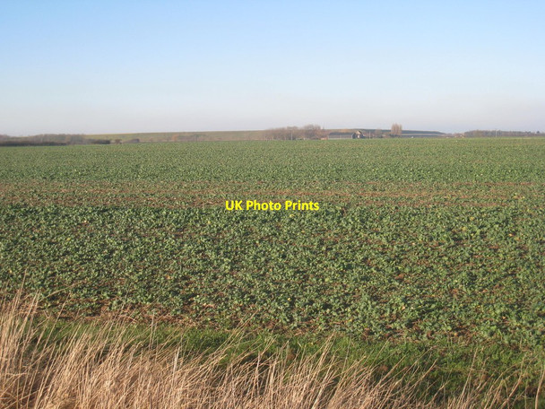 Photo 6"x4" Oilseed rape - the early months Yarburgh c2013