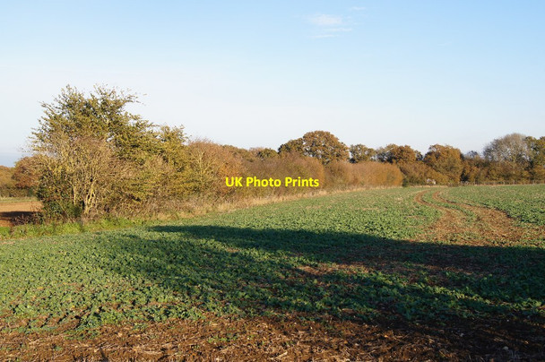 Photo 6"x4" Danny Field - oilseed for 2014 Pardown c2013