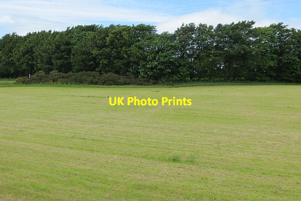 Photo 6"x4" After harvesting silage Charlestown\/NJ9300 c2013