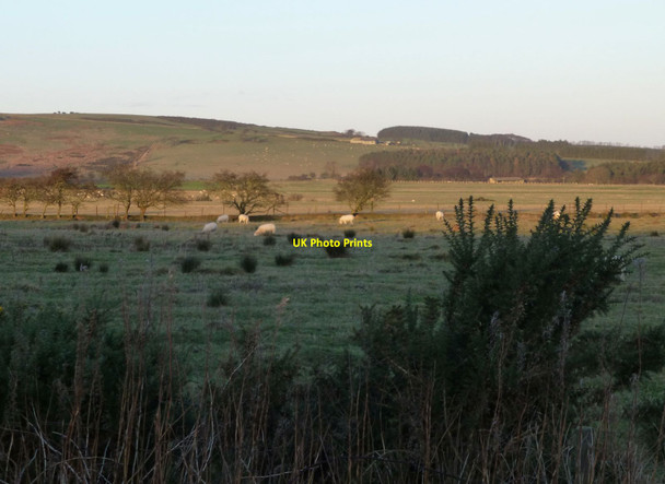 Photo 6"x4" Sheep in rough pasture North End\/NU1301 c2013