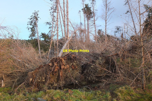 Photo 6"x4" Windthrown trees, Minch Moor Rigg c2013