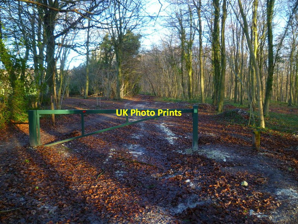 Photo 6"x4" Barrier across track in Stubbs Wood Upwaltham c2013